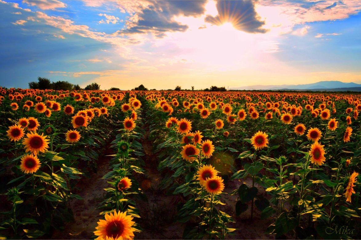 مزرعه آفتابگردان